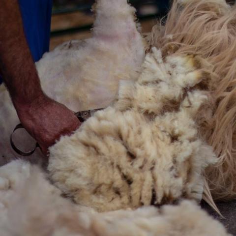 festival_lana_canarias