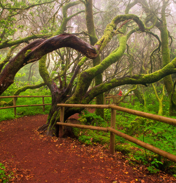 Bosque del Cedro. Parque Nacional de Garajonay