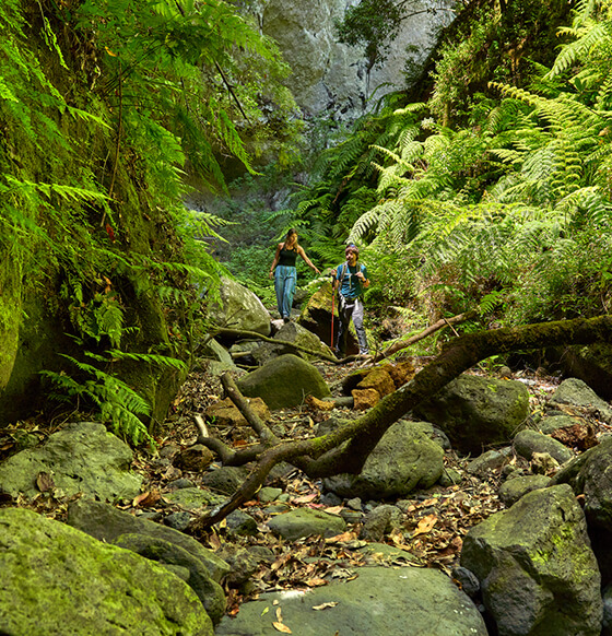 Bosque de Los Tilos - listado