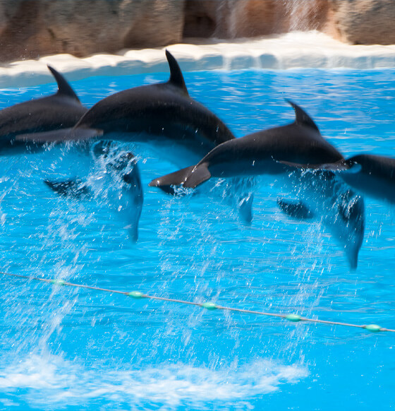 Loro Parque - listado