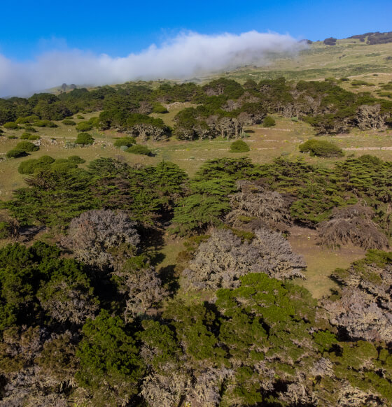 La Dehesa - El Sabinar