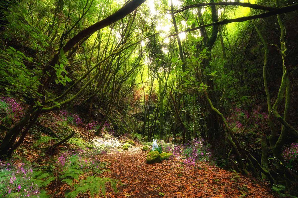 La Gomera