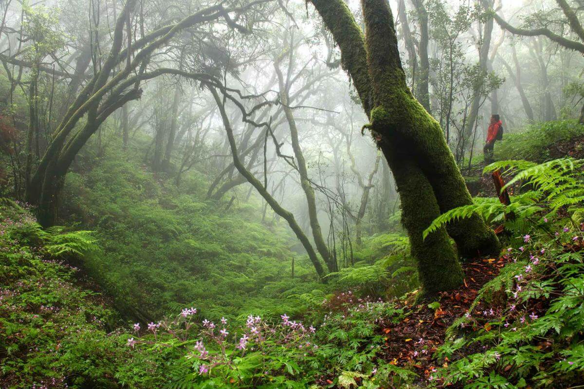 Bosque Laurisilva Cumbre Nueva