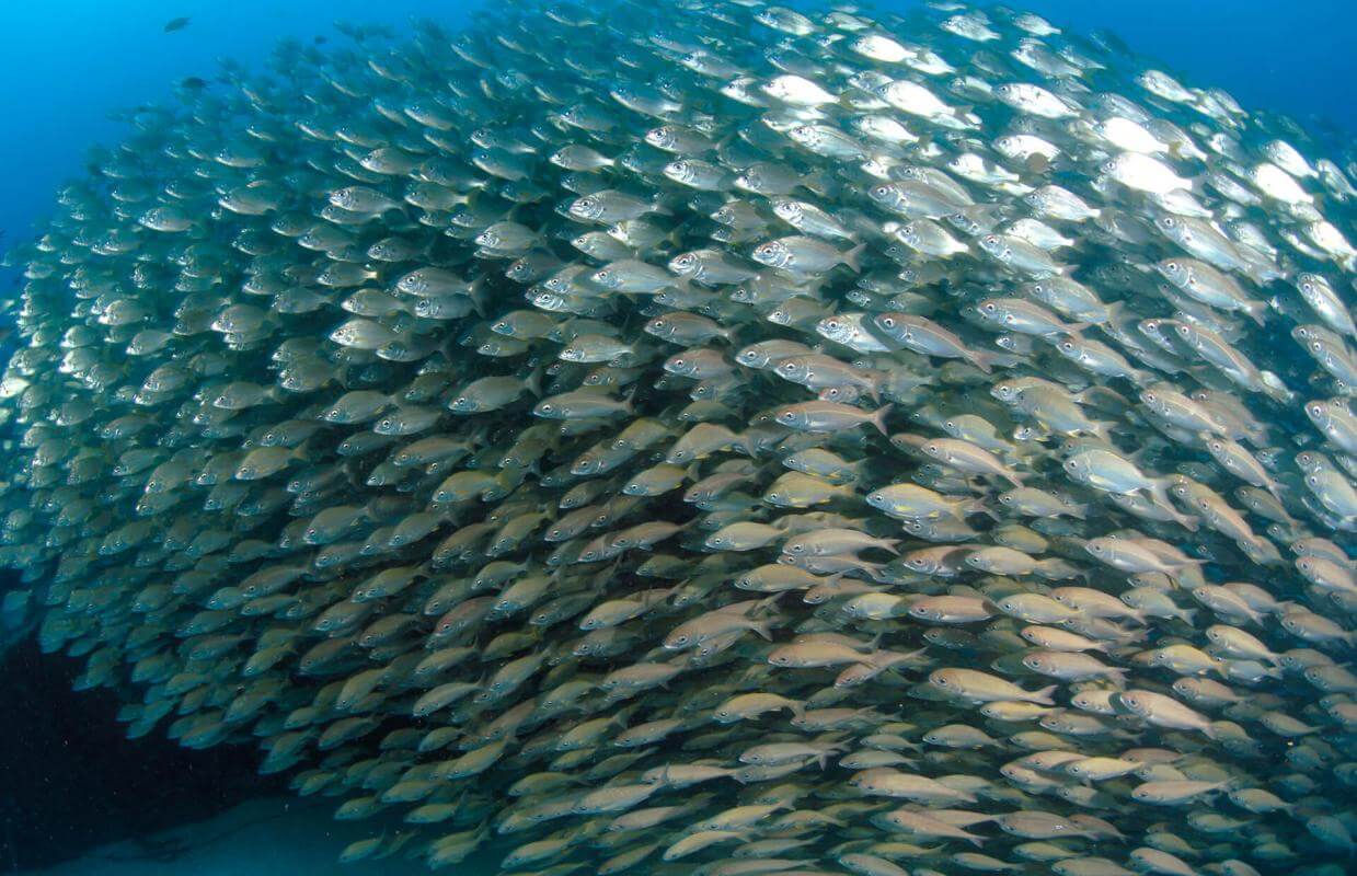 Bucear en el pecio ‘Plasencia’, en Gran Canaria