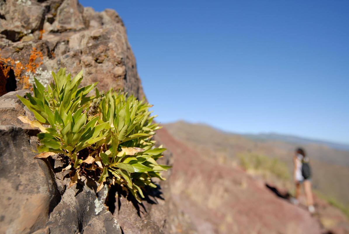 Excursión hasta el pico del Parque Nacional del Teide - galeria4