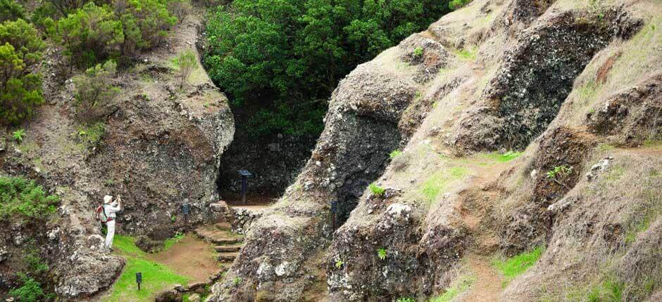 Garoé-treet på El Hierro