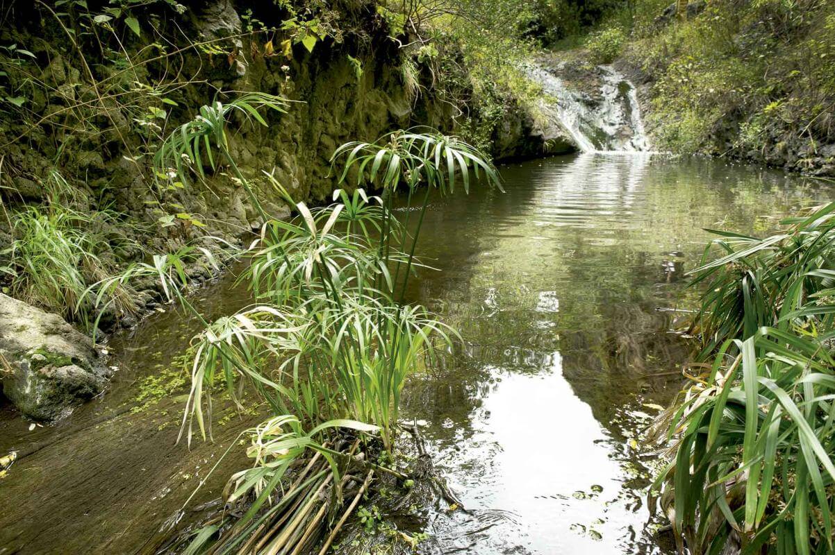 Azuaje, Gran Canaria