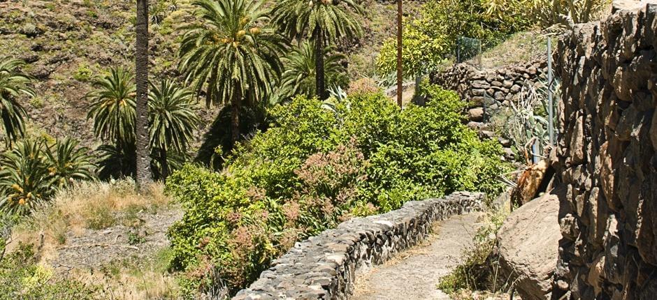 Playa Santiago til Benchijigua + stier på La Gomera  