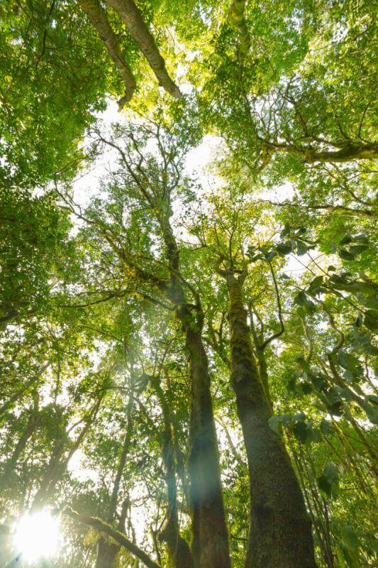 Parque Nacional de Garajonay, Bosque del Cedro