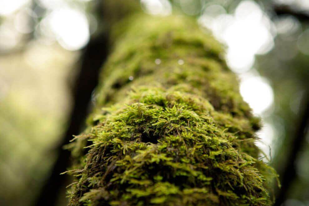 Parque Nacional de Garajonay, Bosque del Cedro