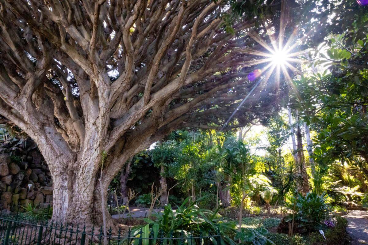 Jardín de la Marquesa de Arucas