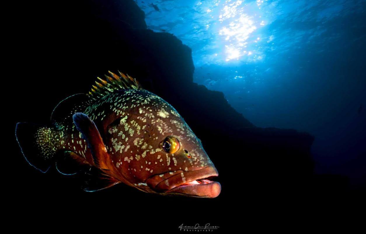 Centro de buceo Arrecifal