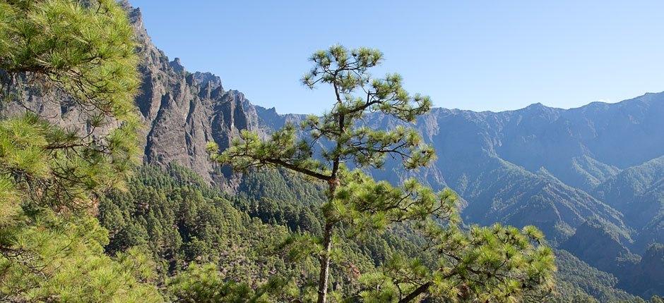 Caldera de Taburiente + stier på La Palma  