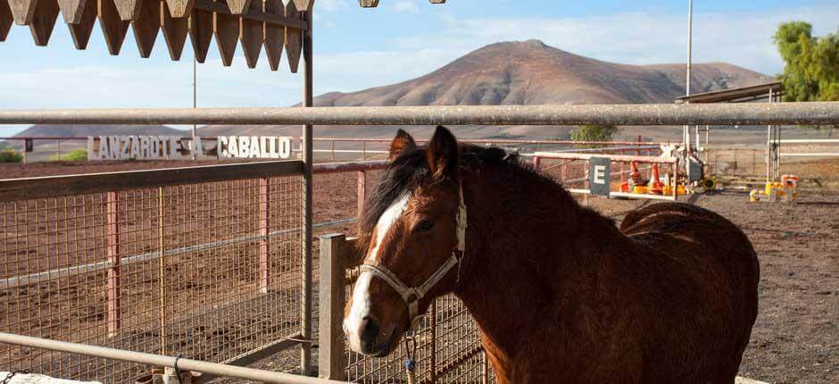 Lanzarote a Caballo (Lanzarote fra hesteryggen) + turistattraksjoner på Lanzarote 