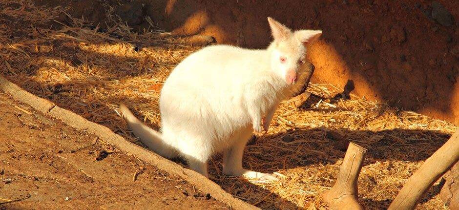 Maroparque, Dyrehager på La Palma