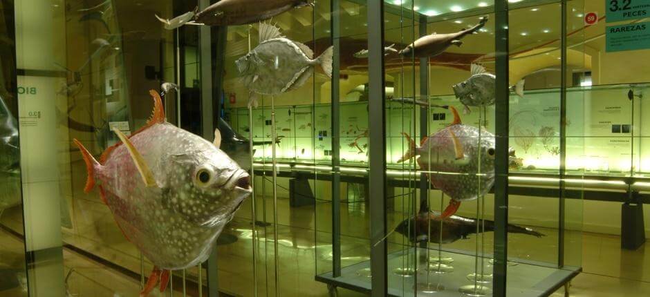 MUNA – Museum for natur og arkeologi