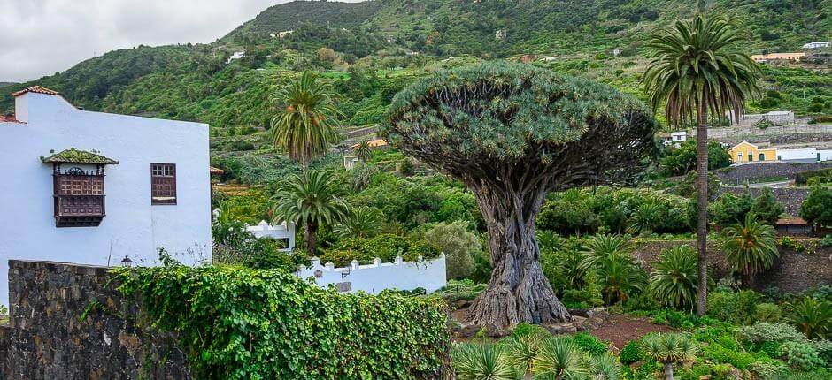 Parque del Drago Milenario – Museer og turistsentre på Tenerife