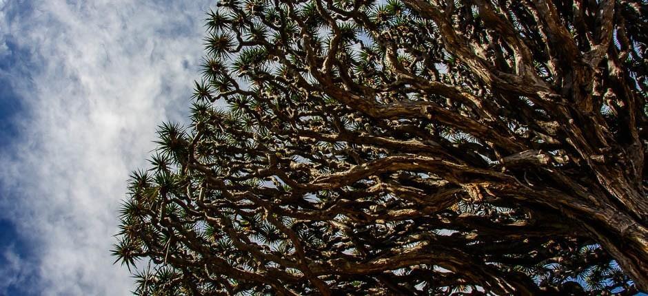 Parque del Drago Milenario – Museer og turistsentre på Tenerife