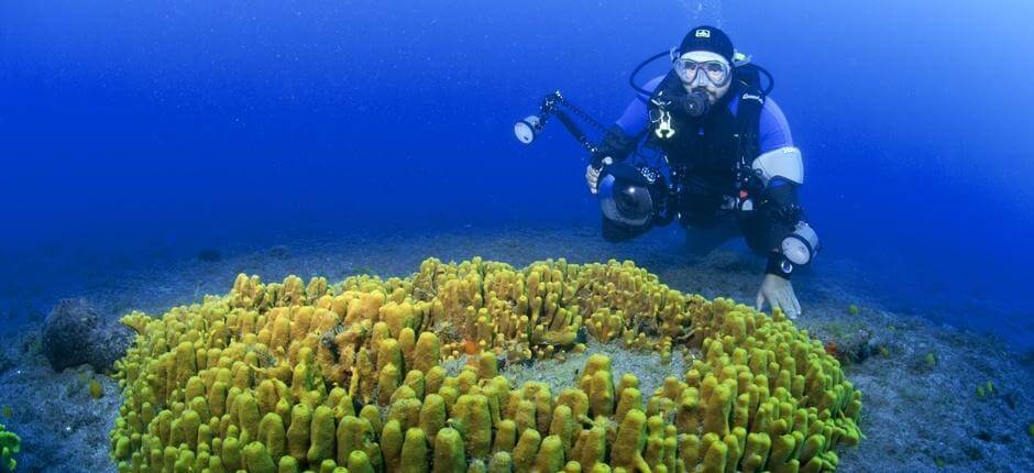 Dykking i Risco Verde på Gran Canaria