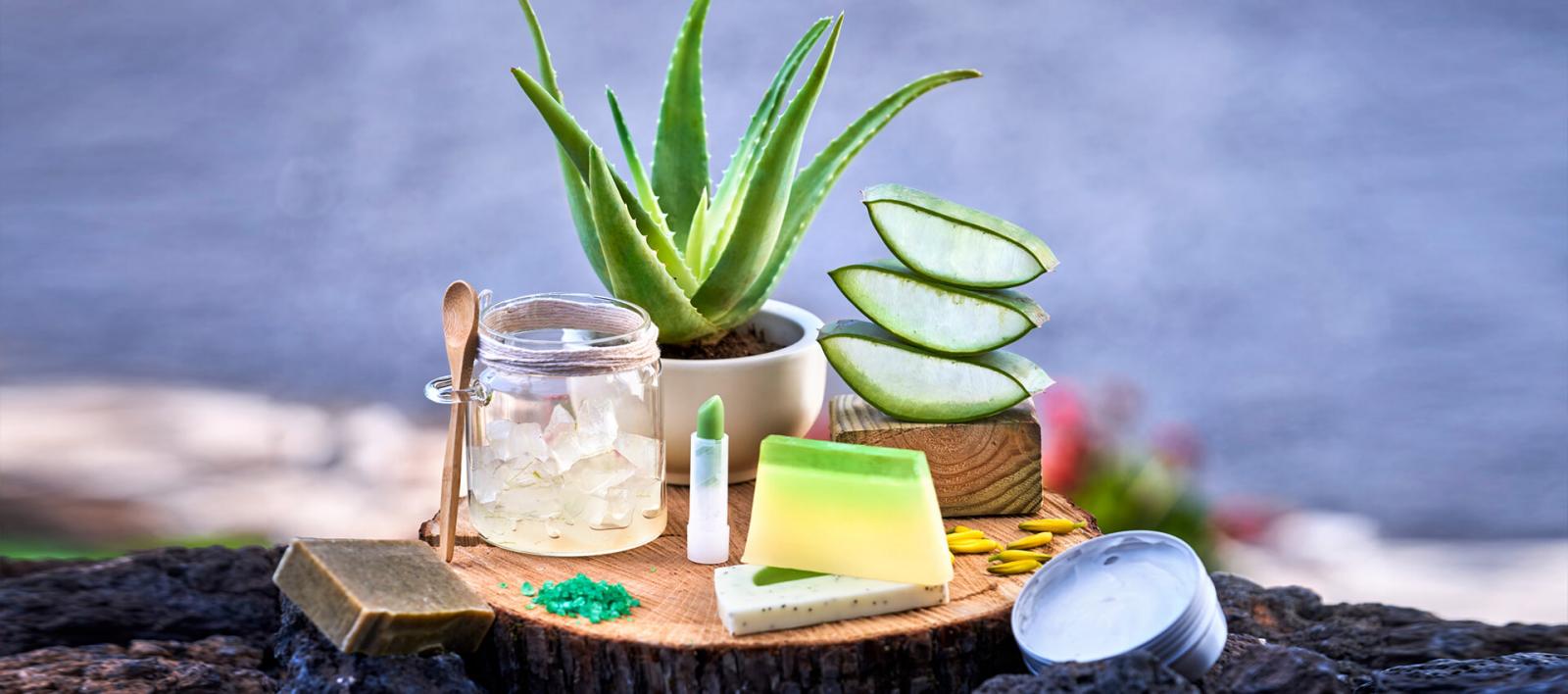 Imagen - Producto Canario - Aloe Vera - 07