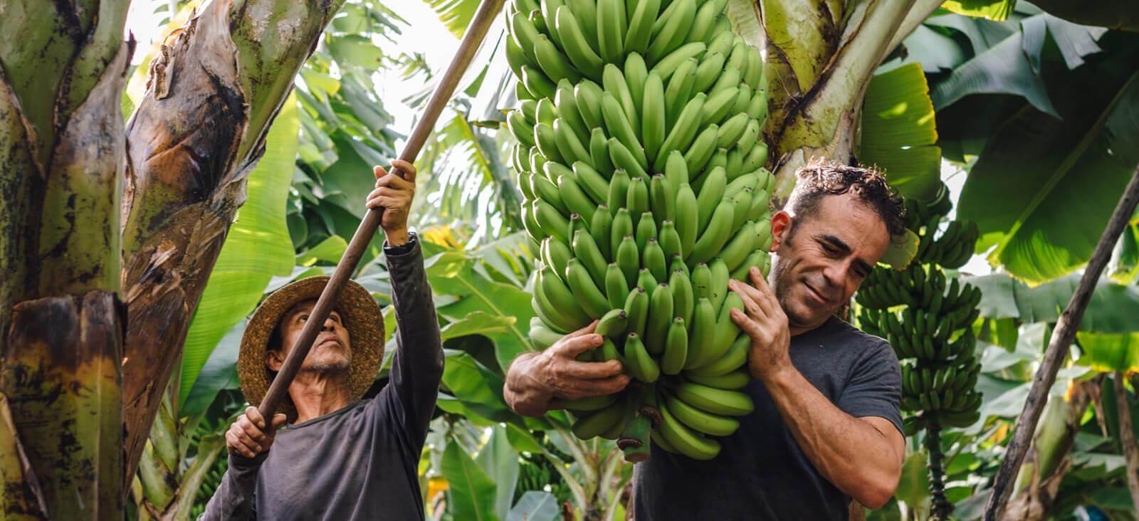 Banantrærne. La Palma