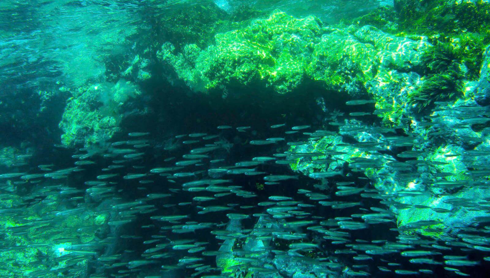 Fondo marino. El Hierro.