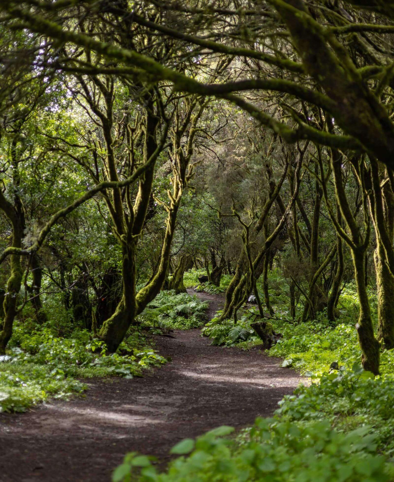 La Llanía. El Hierro.