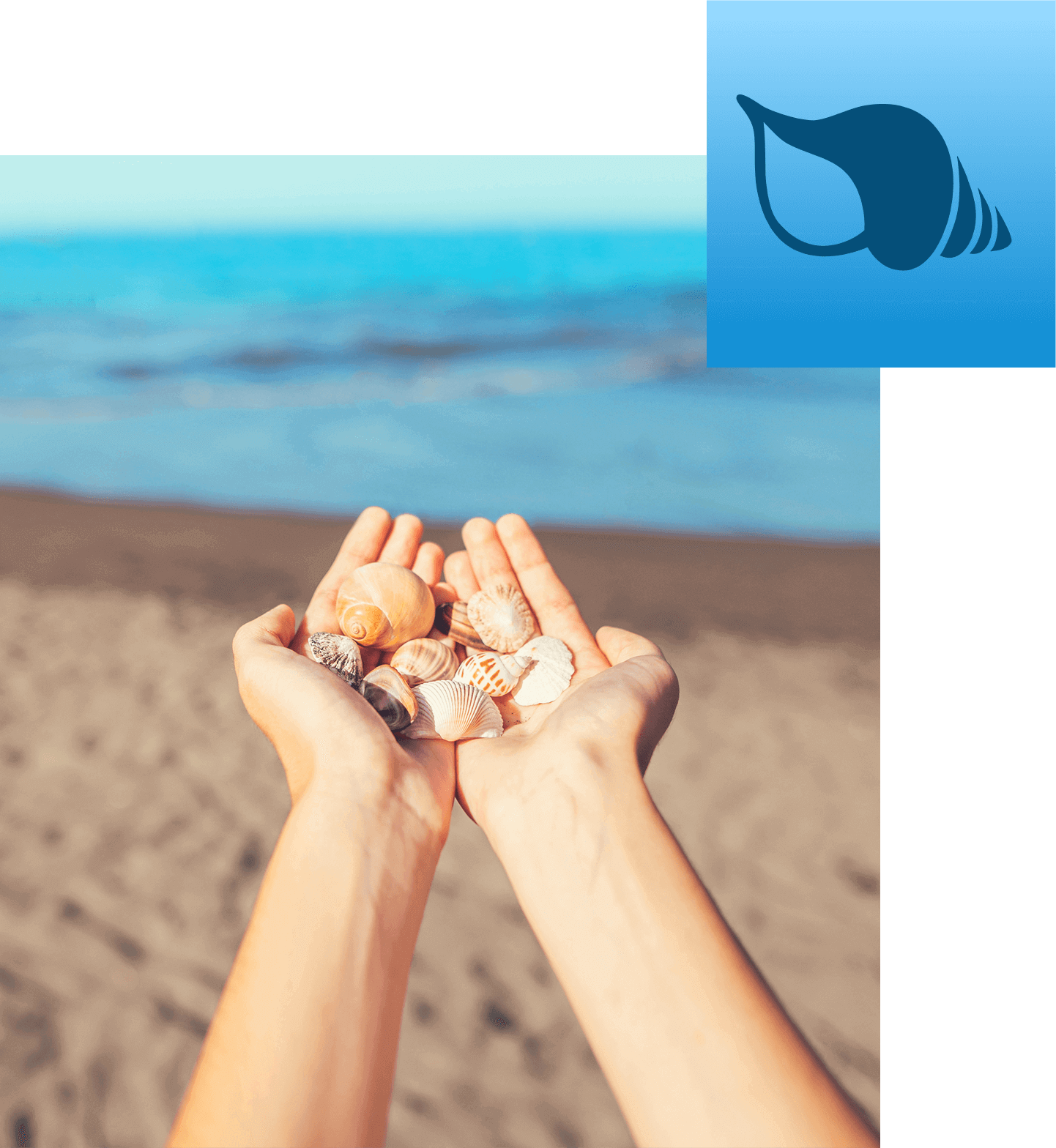 Shell, Hand, Sea. La Palma.