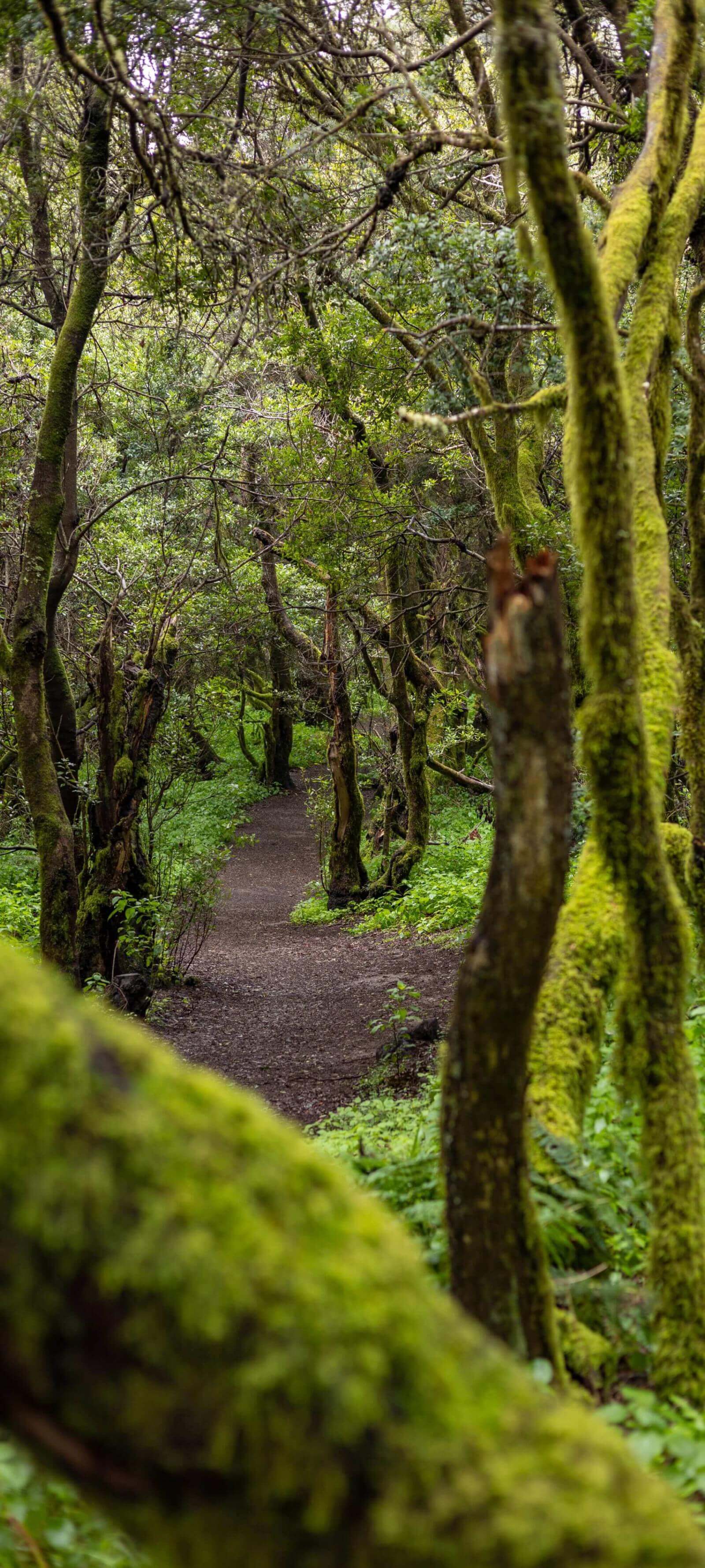 Turstien til La Llanía på El Hierro går gjennom en frodig laurbærskog med mosegrodde trestammer.