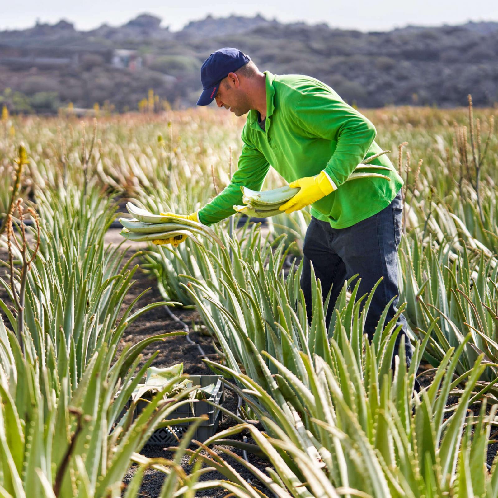 Imagen - Producto Canario - Aloe Vera - 04