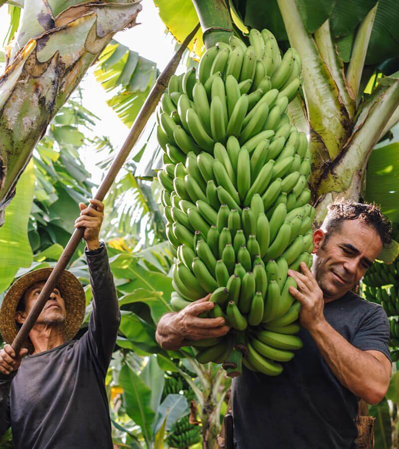 Banantrærne. La Palma