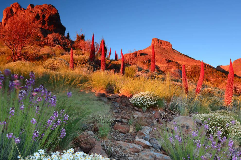 Tajinaste rojo (busk som er stedegen på Teide) i blomstring i fjellsidene under Teide i lys fra solnedgang.