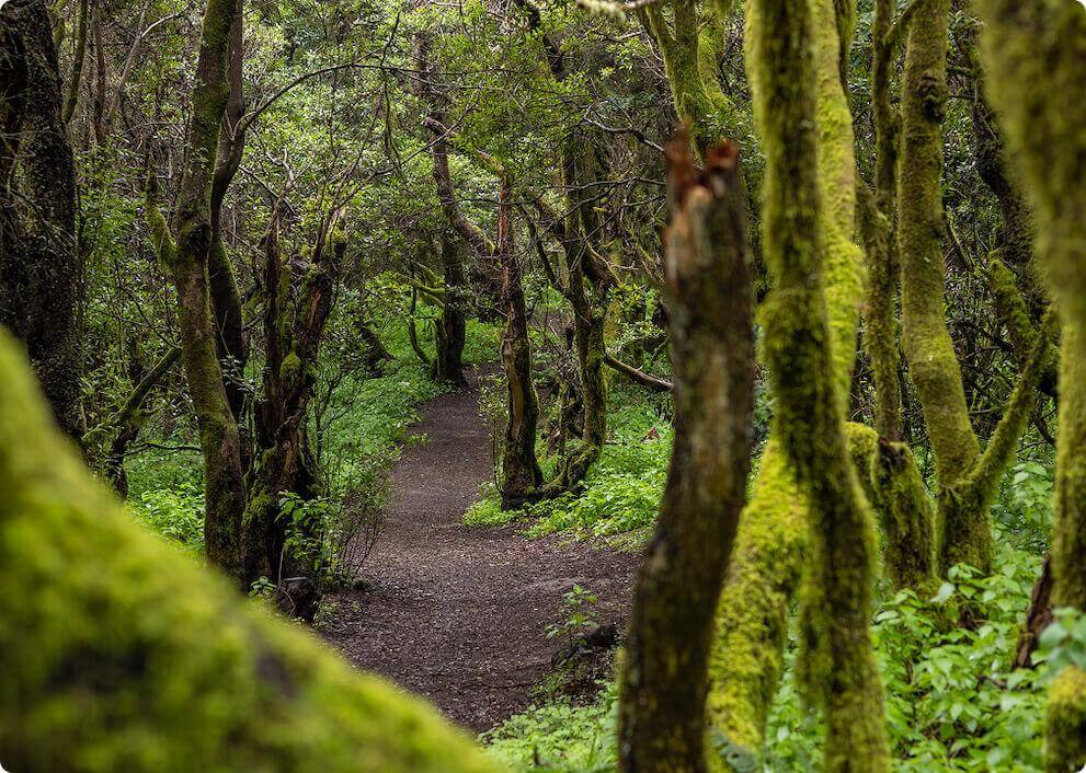 Turstien til La Llanía på El Hierro går gjennom en frodig laurbærskog med mosegrodde trestammer.