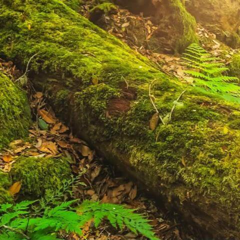 tesoroescondidogarajonay