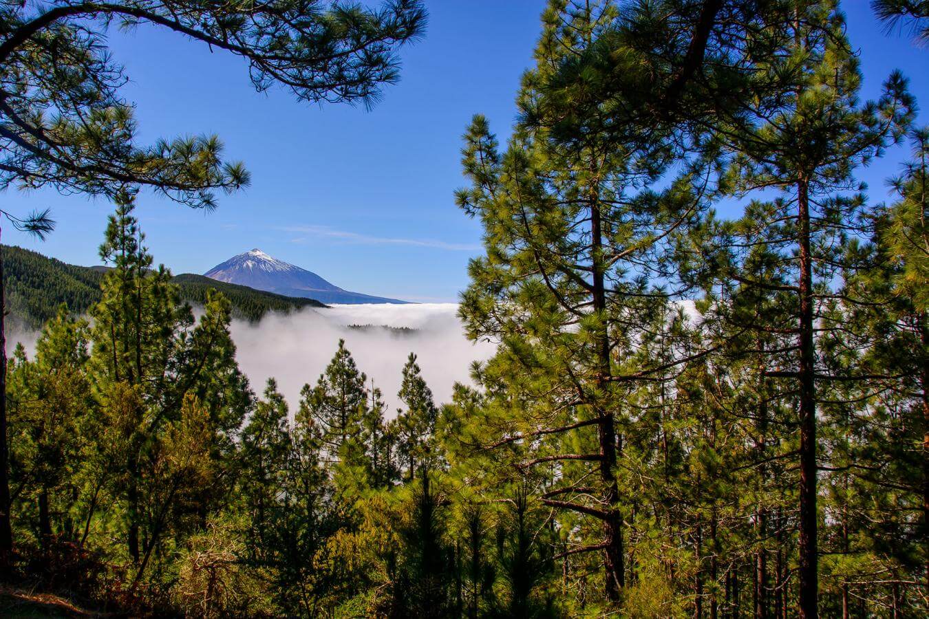 Teide. Tenerife