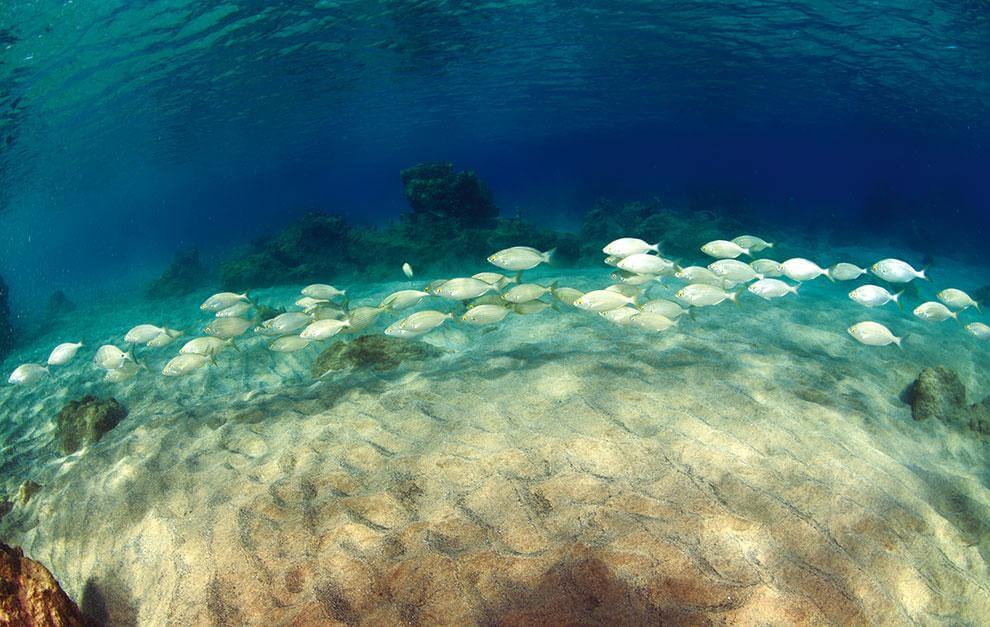 Lanzarote. Playa Chica