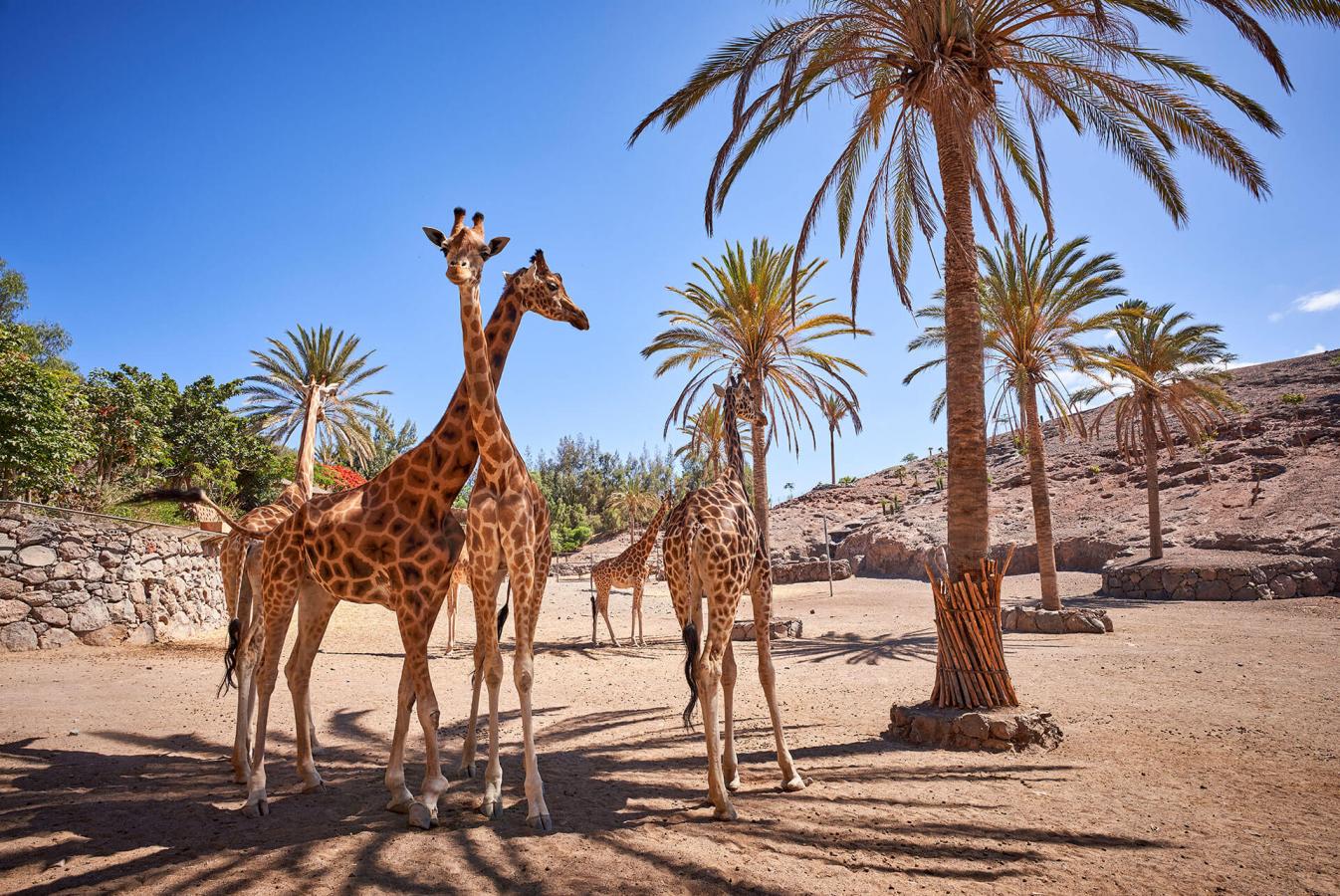 Oasis Park Fuerteventura - galeria1