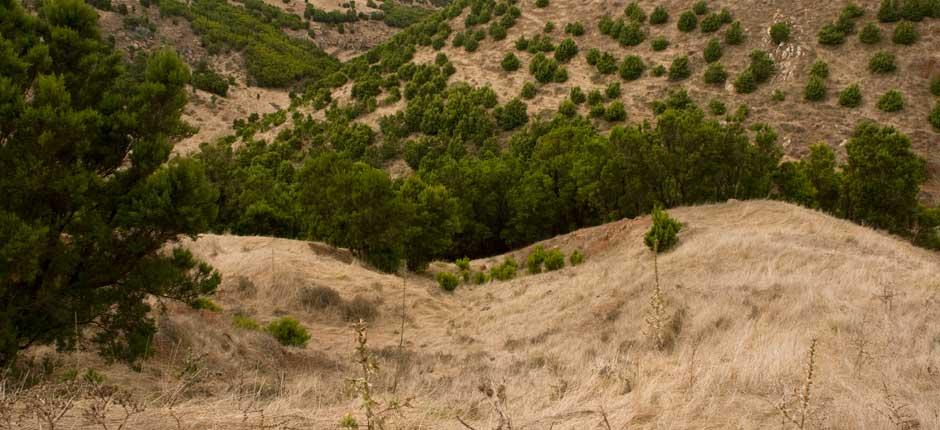 Garoé-treet på El Hierro