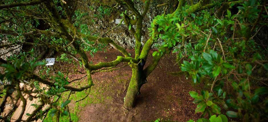 Garoé-treet på El Hierro