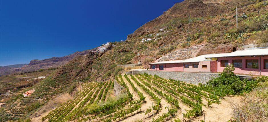 Bodega Bentayga i Gran Canaria
