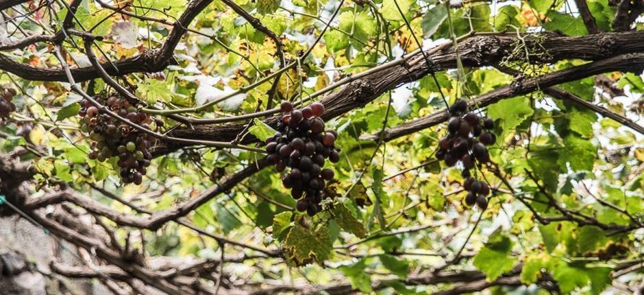 Bodega Los Berrazales + Vinprodusenter på Gran Canaria