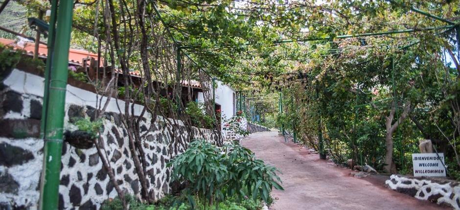 Bodega Los Berrazales + Vinprodusenter på Gran Canaria