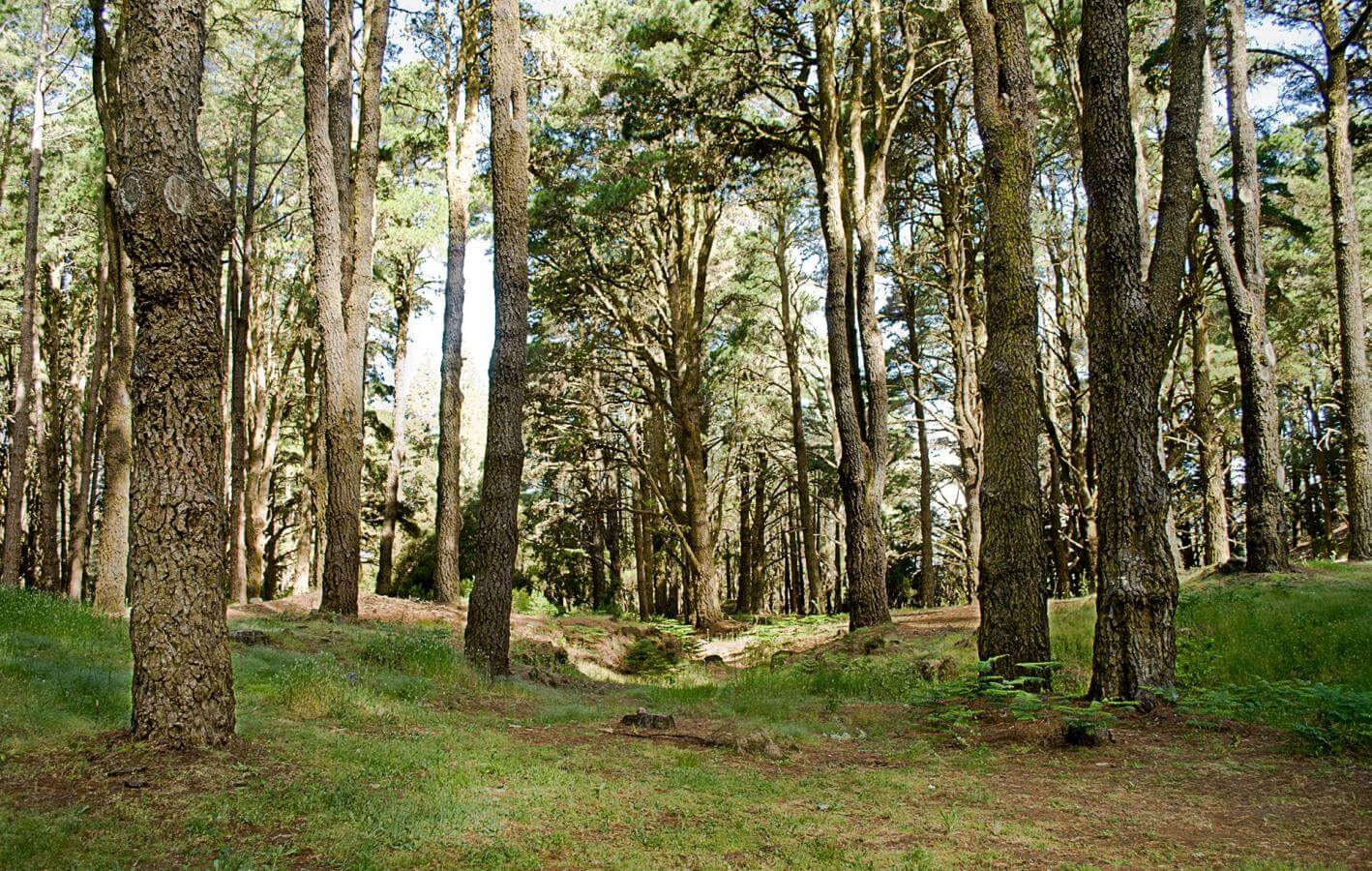 Camino de la Faya. Senderos de La Palma