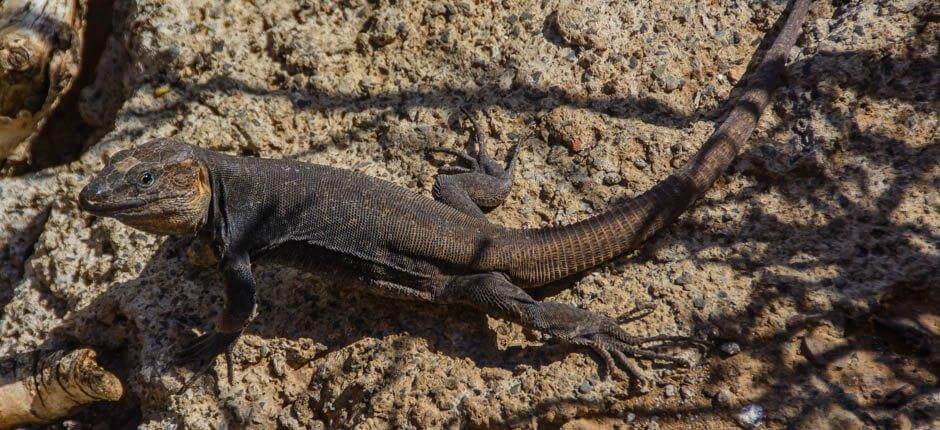 Cenobio de Valerón – severdigheter på Gran Canaria