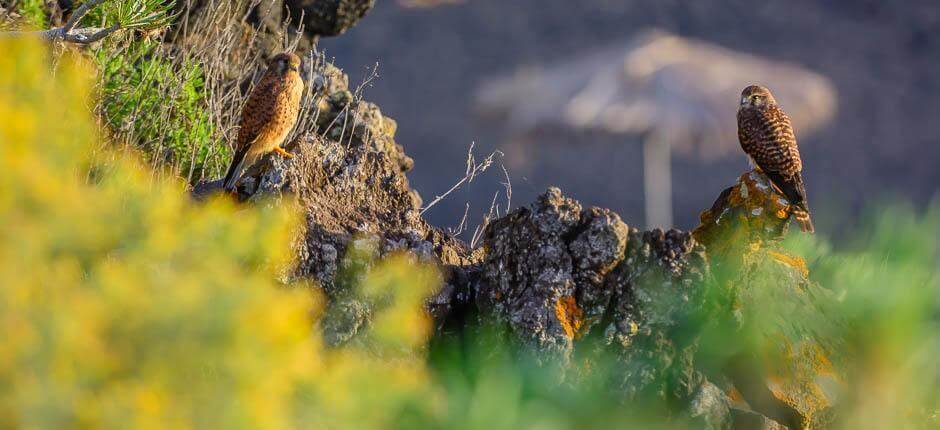 Charco Verde – Barnevennlige strender på La Palma