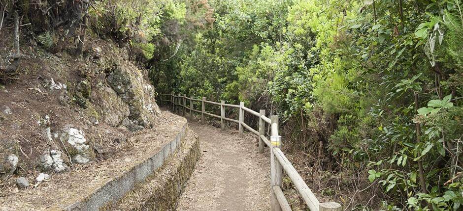 Cubo de la Galga + stier på La Palma  