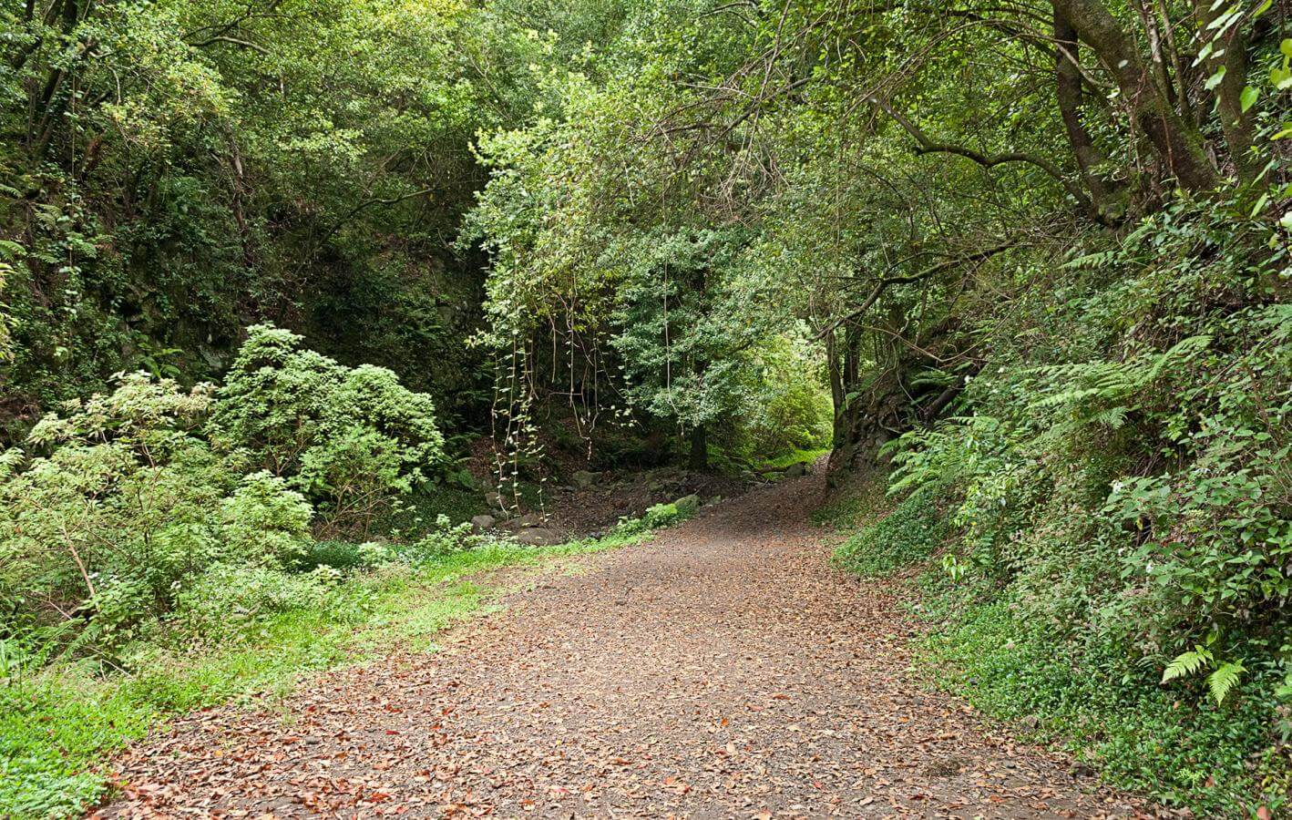 Cubo de la Galga. Senderos de La Palma