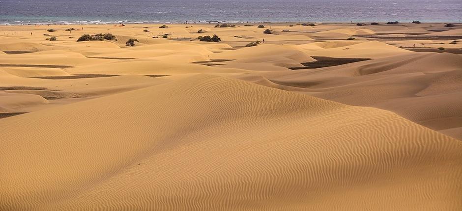 Reserva Natural Especial de las Dunas de Maspalomas, en Gran Canaria