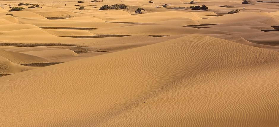 Det spesielle naturreservatet Las Dunas de Maspalomas på Gran Canaria