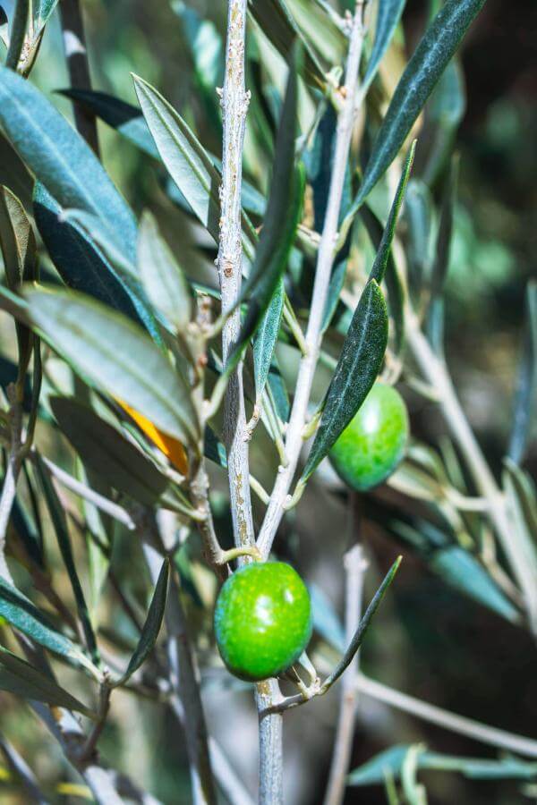 Aceite Gavia del Olivo